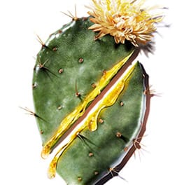 cactus carre